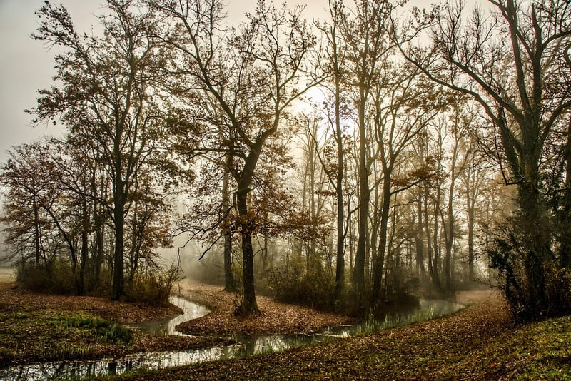 Mysterious Forest